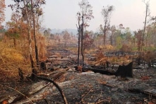 Gia Lai: Để mất rừng, 2 tập thể và 18 cá nhân bị kỷ luật