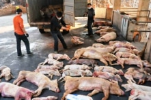 Hà Tĩnh xuất hiện dịch tả lợn châu Phi