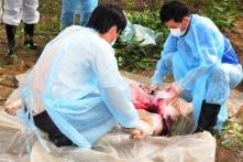 Dịch tả lợn châu Phi lan tới Thừa Thiên – Huế