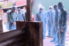 18 tỉnh xuất hiện dịch tả lợn châu Phi