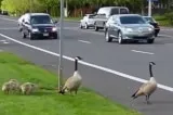 Người dân Canada dừng xe cho đàn ngỗng băng qua đường (video)