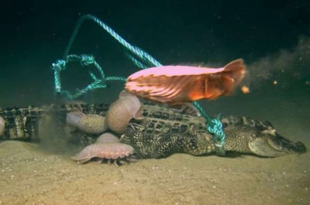 Video: ‘Con bọ’ khổng lồ ăn xác cá sấu dưới đáy biển vịnh Mexico