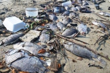 Đà Nẵng: Xác định nguyên nhân cá chết trắng sông Phú Lộc