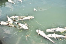 Hơn 40 tấn cá nuôi lồng bè chết ở Vũng Tàu