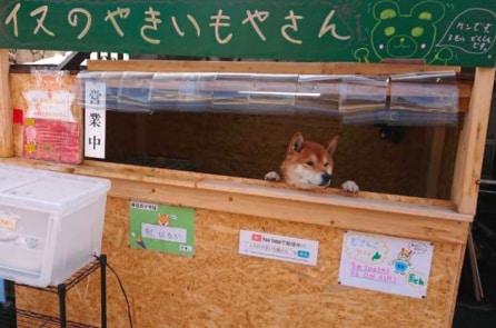 Chú chó “bán” khoai lang nướng nổi tiếng ở Nhật