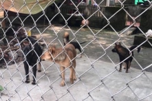 Đàn chó dữ cắn chết bé trai 7 tuổi: Đâu là trách nhiệm người nuôi chó?