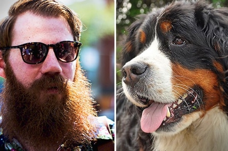 Nghiên cứu: Râu đàn ông có nhiều vi khuẩn hơn lông chó “đáng kể”