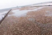 Thanh Hóa: Người dân thiệt hại hàng trăm tỷ đồng do ngao chết trắng bãi