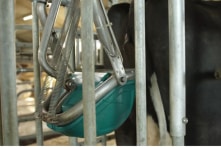 Hà Lan: Phát minh ra “nhà vệ sinh cho bò” để giảm ô nhiễm