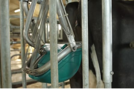 Hà Lan: Phát minh ra “nhà vệ sinh cho bò” để giảm ô nhiễm