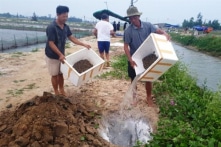 Hà Tĩnh: Tìm ra nguyên nhân ốc hương chết hàng loạt