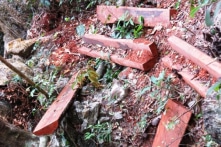 Mất hàng trăm m3 gỗ quý, nhưng giám đốc BQL rừng ‘chưa phải… kỷ luật’