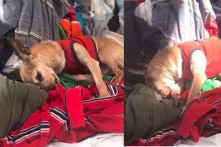 Chú chó vẫn nhớ mùi của người chủ đã qua đời 6 năm trước