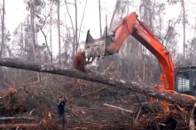 Con tinh tinh liều mạng chiến đấu với chiếc máy xúc phá nhà của nó