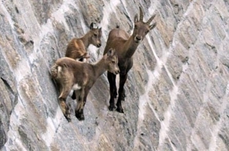 “Tay leo núi cừ khôi” có thể đi lại tự do trên vách đá dựng đứng