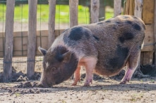 Đồng Tháp công bố dịch tả lợn châu Phi đối với lợn rừng, lợn nhà