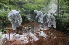 Tiêu hủy ổ dịch tả lợn châu Phi với 20.000 con