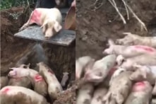 Hậu Giang xuất hiện dịch tả lợn châu Phi