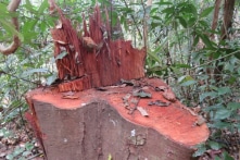 Quảng Bình: Khởi tố 5 đối tượng phá rừng gỗ lim