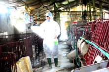 Tuyên Quang, Cần Thơ xuất hiện tả lợn châu Phi