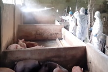 An Giang xuất hiện tả lợn châu Phi