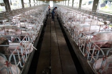 Ứng dụng đủ loại công nghệ mới, dịch tả lợn vẫn lây lan khắp TQ