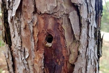 Vụ phá hơn 10ha rừng thông: Đã bắt kẻ chủ mưu