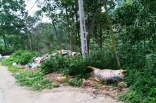 Vụ tiêu hủy lợn bệnh phải đóng phí: Người dân được trả lại tiền