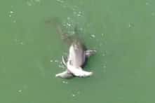 Xúc động cảnh tượng cá heo mẹ không nỡ rời xa xác con (Video)