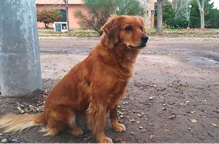 Chủ bị bắt, chú chó trung thành đợi ở đồn cảnh sát suốt 1 năm