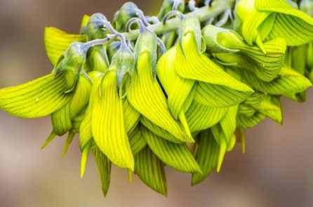 Kỳ thú loài hoa có hình dạng giống như chim ruồi hút mật