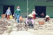Trung Quốc thay đổi nhập khẩu, hàng trăm tấn mực khô ở Quảng Nam ‘nằm dài’