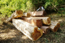 Ban quản lý rừng phòng hộ để mất hơn 9.000 ha đất rừng