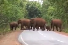 “Tang lễ voi”: Xúc động cảnh tượng đàn voi tiễn đưa voi con qua đời