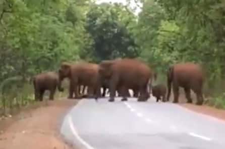 “Tang lễ voi”: Xúc động cảnh tượng đàn voi tiễn đưa voi con qua đời