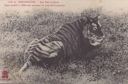 Đánh cọp Gò Quao – Sơn Nam