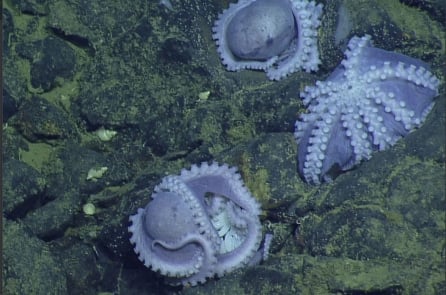 Ảnh: Tàu ngầm tìm thấy “nhà trẻ bạch tuộc” dưới đáy đại dương