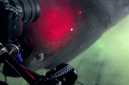 Video: Tàu ngầm ‘chạm mặt’ loài cá mập hiếm gặp nhất sâu dưới đáy biển