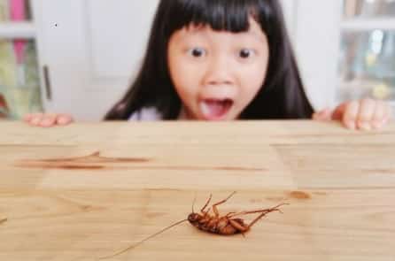Phương pháp đuổi muỗi, gián hiệu quả bạn nên biết