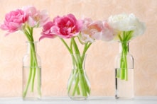 Làm cách nào để giữ hoa đã cắt tươi lâu hơn?