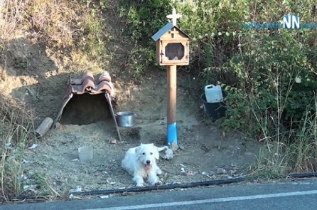 Chú chó Hy Lạp chờ đợi suốt một năm rưỡi ở nơi chủ bị tai nạn qua đời