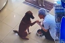 Chú chó lang thang đi vào hiệu thuốc “xin giúp đỡ”