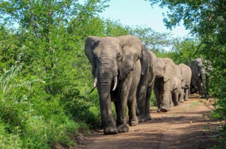 Đàn voi lặn lội đến tiễn đưa ân nhân cứu mạng 10 năm trước