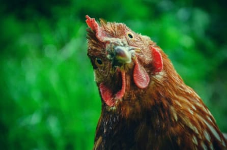 Vụ kiện hiếm thấy ở Pháp: Bị cáo là một “con gà trống”