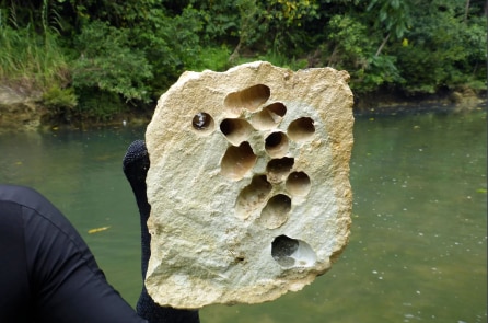 Loài động vật kỳ lạ lấy đá làm thức ăn (video)