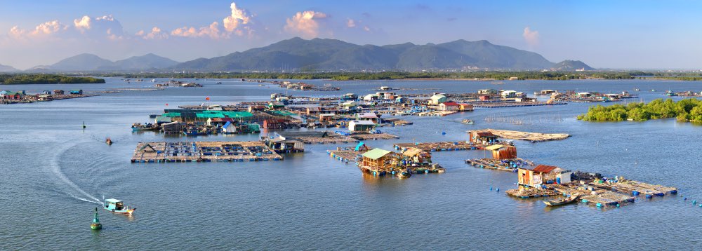 hau long son vung tau