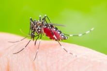 Muỗi thích hút máu những người nào? Muỗi có truyền HIV?