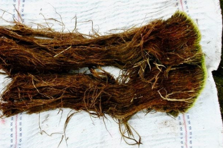 Sinh vật ‘41.000 năm tuổi’ vẫn sống sau khi thoát khỏi lớp băng cổ đại