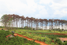 Hơn 300 cây thông tại Lâm Đồng lại bị hạ độc