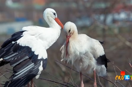 Chú cò suốt 17 năm lặn lội bay hàng ngàn dặm về thăm bạn đời